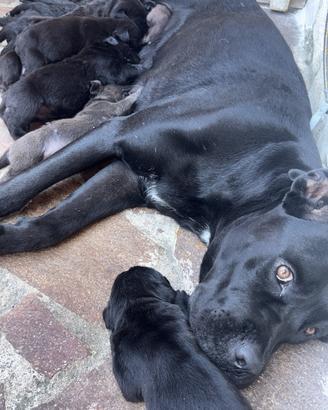 Cuccioli di cane corso