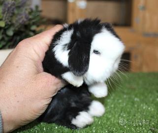 Coniglio nano minilop e ariete nano