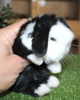 Coniglio nano minilop e ariete nano