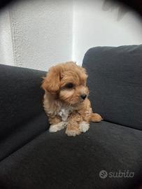 Maltipoo