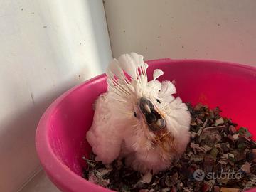 Cacatua alba, galerita ed altri pappagalli