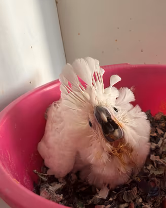Cacatua alba, galerita ed altri pappagalli