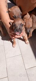 Pitbull cuccioli