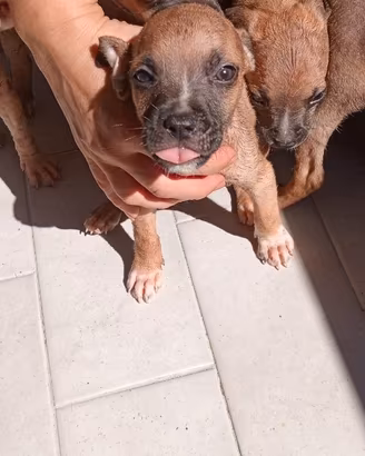 Pitbull cuccioli