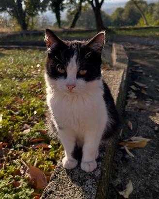 Gattini maschio