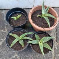 Piante aloe vera