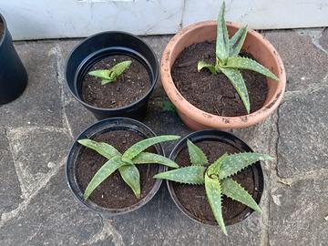 Piante aloe vera