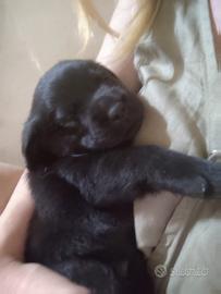 Disponibili cuccioli di labrador