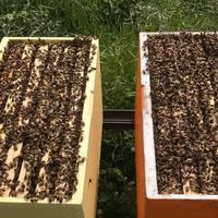 Nuclei api con regina 2025