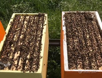 Nuclei api con regina 2025