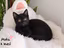 Immagine 4