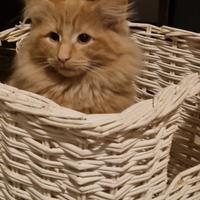 Cuccioli norvegese delle foreste