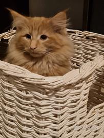 Cuccioli norvegese delle foreste