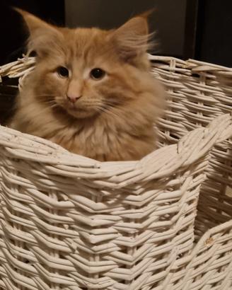 Cuccioli norvegese delle foreste