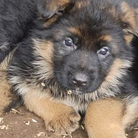 Cuccioli di pastore tedesco a pelo lungo