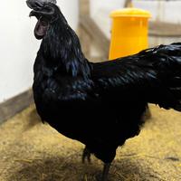 Galline Ornamentali