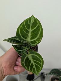 anthurium Crystallinum 