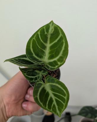anthurium Crystallinum 