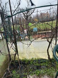 5 piante di UVA di 5 anni