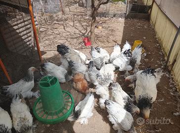 Brahma