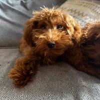 Barboncina red nana taglia piccola