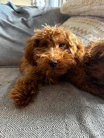 Barboncina red nana taglia piccola