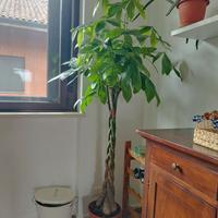 Pachira Acquatica 185 cm - 5 piante intrecciate