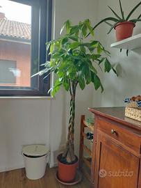 Pachira Acquatica 185 cm - 5 piante intrecciate