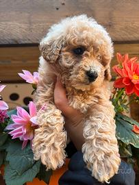 Barboncino toy albicocca