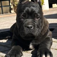 Cane corso