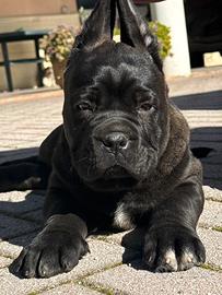 Cane corso
