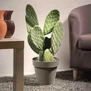 FICO D INDIA .. EURO 10 A NONANTOLA MODENA 