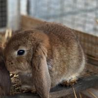 Cuccioli coniglio ariete