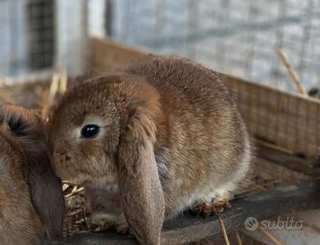 Cuccioli coniglio ariete