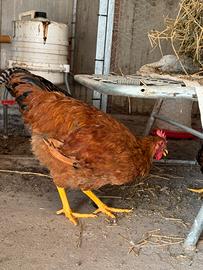 Galli Galline