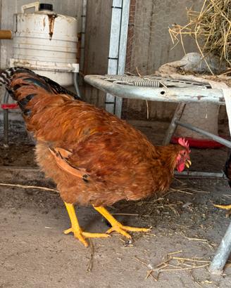 Galli Galline