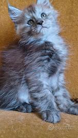 Cuccioli di Maine Coon