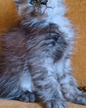 Cuccioli di Maine Coon