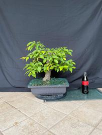 Bonsai di Olmo campestre