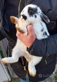 Coniglio nano femmina