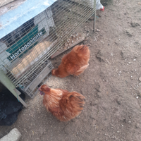 Galletto Moroseta marrone