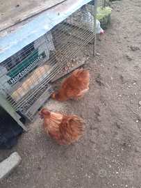 Galletto Moroseta marrone