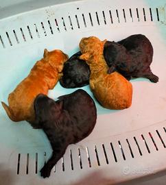 Cuccioli barboncino toy e nano red e neri italiani