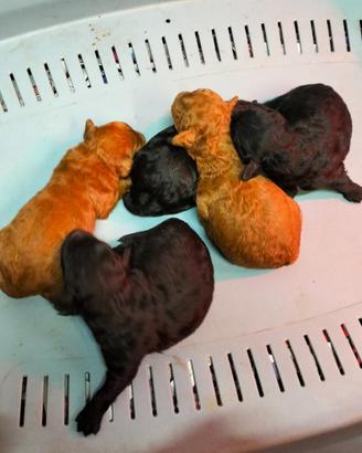 Cuccioli barboncino toy e nano red e neri italiani