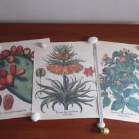 3 Stampe quadro botanica ABOCA. 43,5x52 cm.