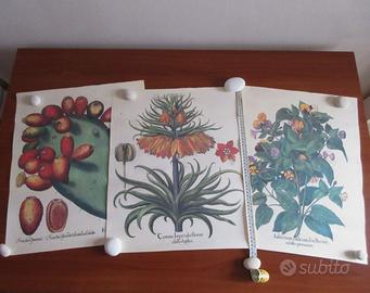 3 Stampe quadro botanica ABOCA. 43,5x52 cm.