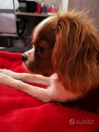 Cavalier king per accoppiamento