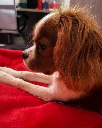 Cavalier king per accoppiamento