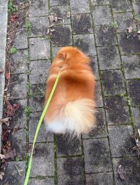 Spitz Volpino pomerania TOT orange rosso Pedigree