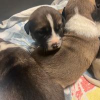 Cuccioli Pastore dell'Asia Centrale